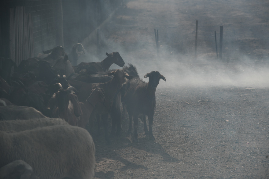 Μπαράζ πυρκαγιών στην Αττική: Ανησυχία για τις αναζωπυρώσεις - Έρευνες για εμπρησμούς σε Κερατέα και Λαυρεωτική