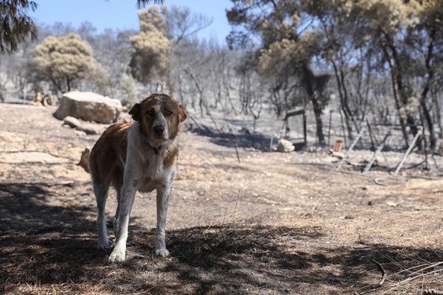 Κερατέα: Αποκαΐδια και εικόνες καταστροφής την επόμενη μέρα της μεγάλης φωτιάς - Ζημιές σε πάνω από 30 σπίτια