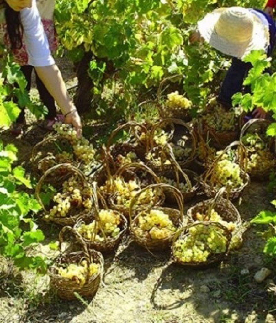 Ελάτε να τρυγήσουμε στο Πολιτιστικό Πάρκο Κερατέας