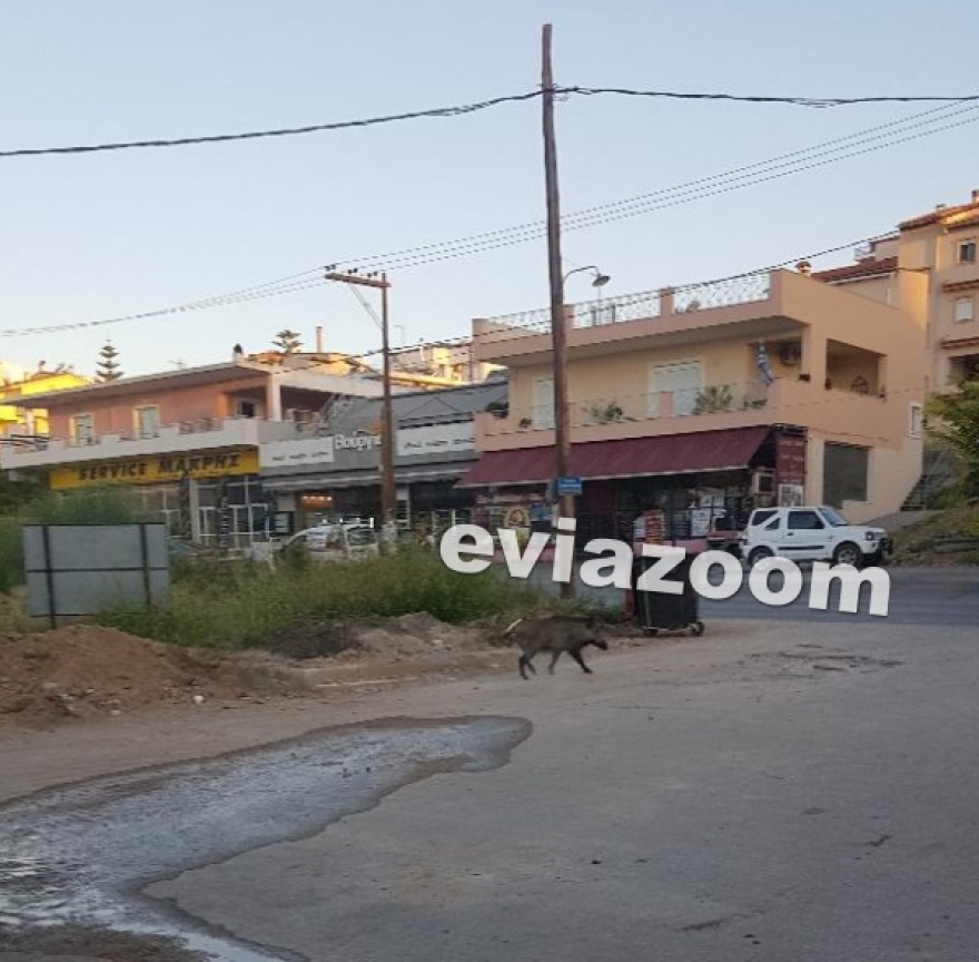 Χαλκίδα: Αγριογούρουνο έκοβε βόλτες στους δρόμους της πόλης