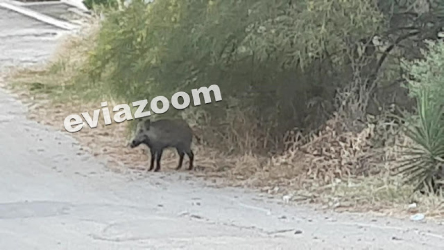 Χαλκίδα: Αγριογούρουνο έκοβε βόλτες στους δρόμους της πόλης