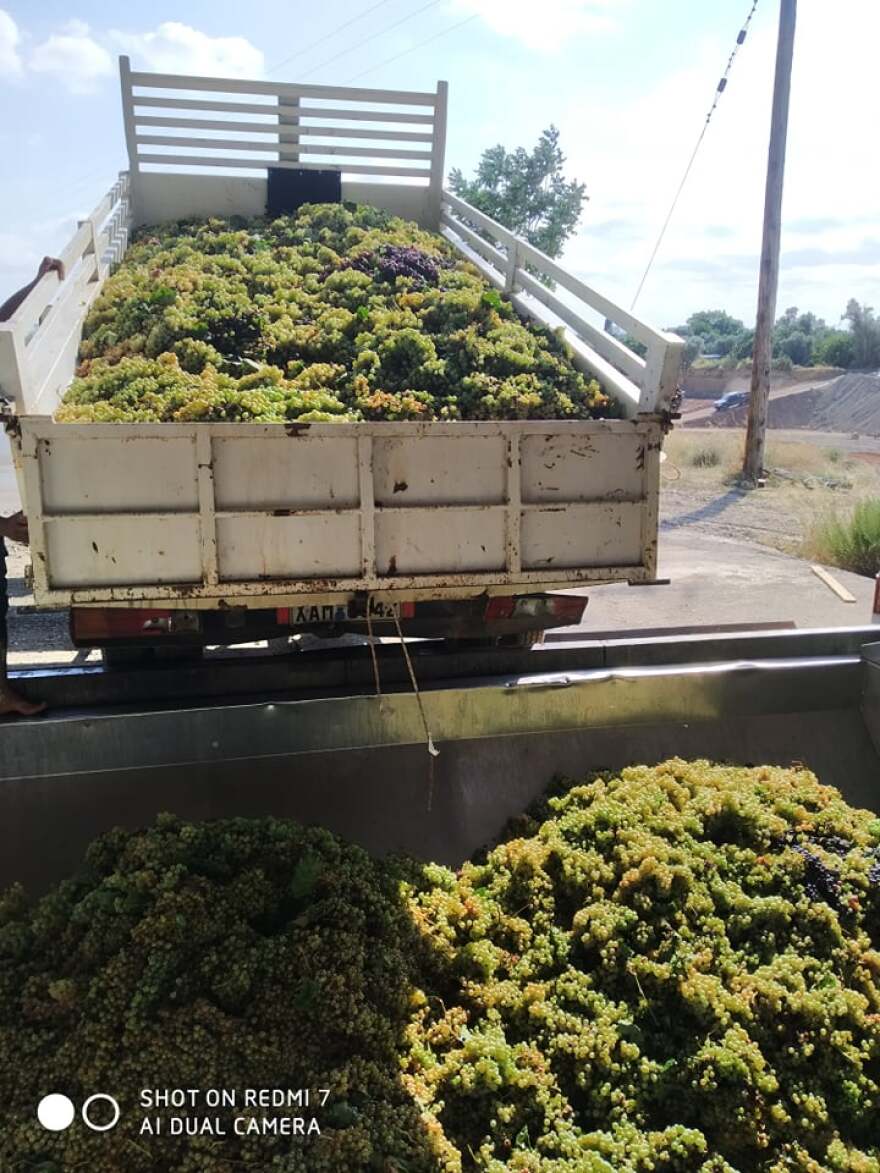 Τρύγος- Εύβοια: Αναγέννηση για τα σαββατιανά αμπέλια στο Ληλάντιο Πεδίο