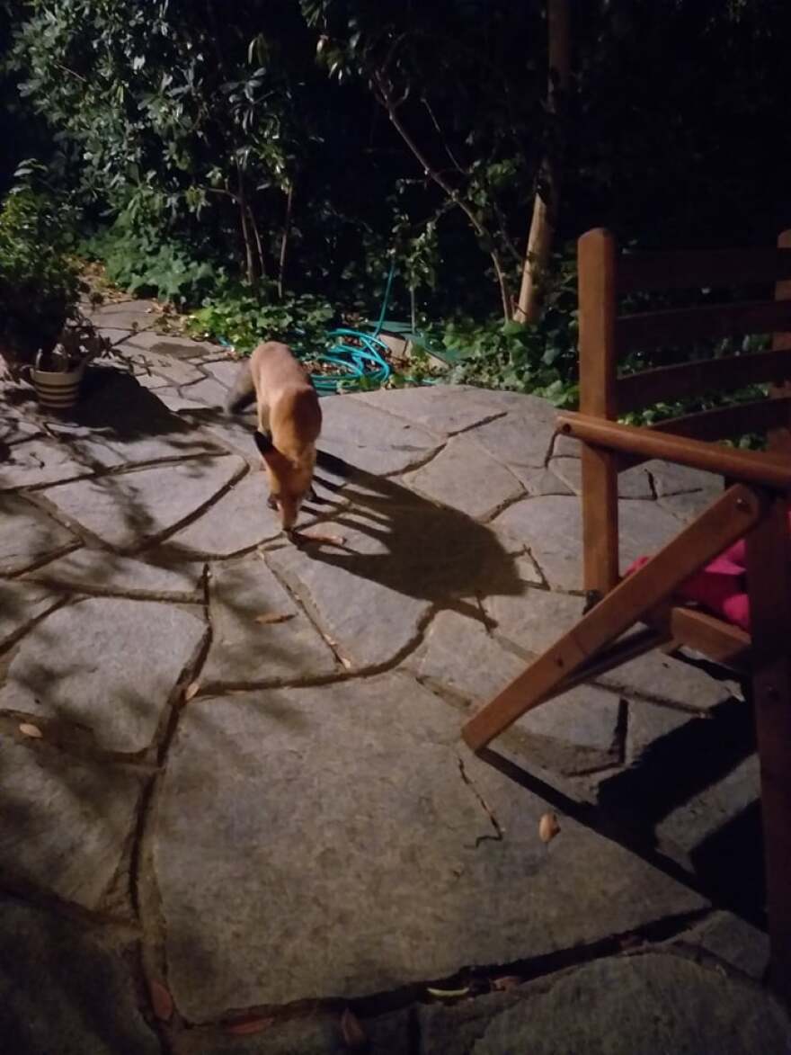 Δημήτρης Μάρδας: Ποιο... ασυνήθιστο ζώο επέλεξε ο πρώην αναπληρωτής υπουργός Οικονομικών για κατοικίδιο 