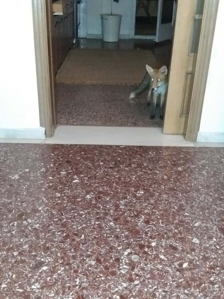 Δημήτρης Μάρδας: Ποιο... ασυνήθιστο ζώο επέλεξε ο πρώην αναπληρωτής υπουργός Οικονομικών για κατοικίδιο 