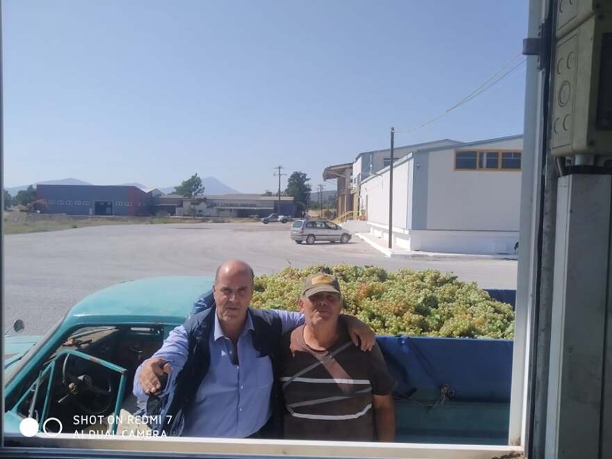 Τρύγος- Εύβοια: Αναγέννηση για τα σαββατιανά αμπέλια στο Ληλάντιο Πεδίο