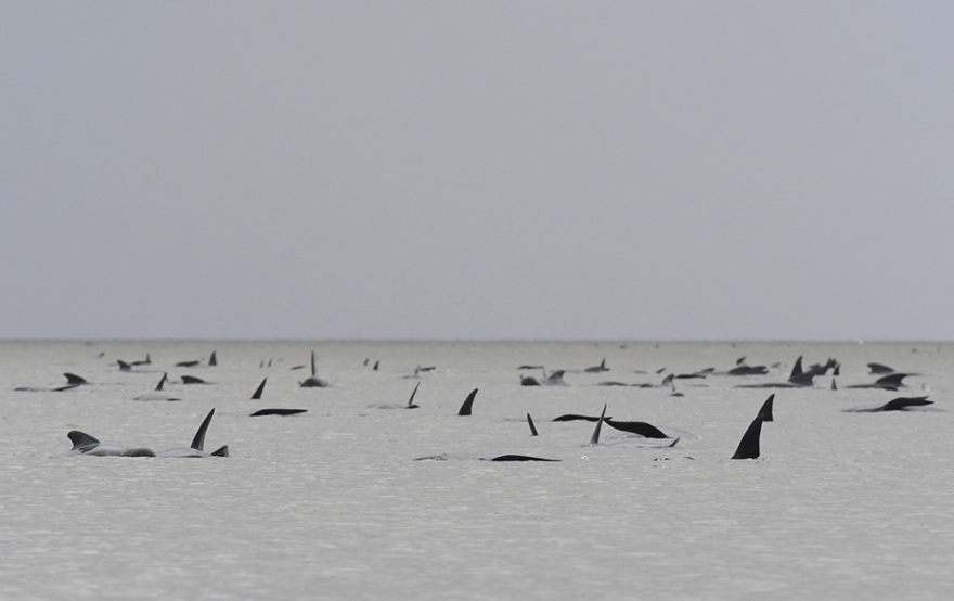 Αυστραλία: Η συγκλονιστική μάχη για τη διάσωση δεκάδων φαλαινών  - Δείτε φωτογραφίες