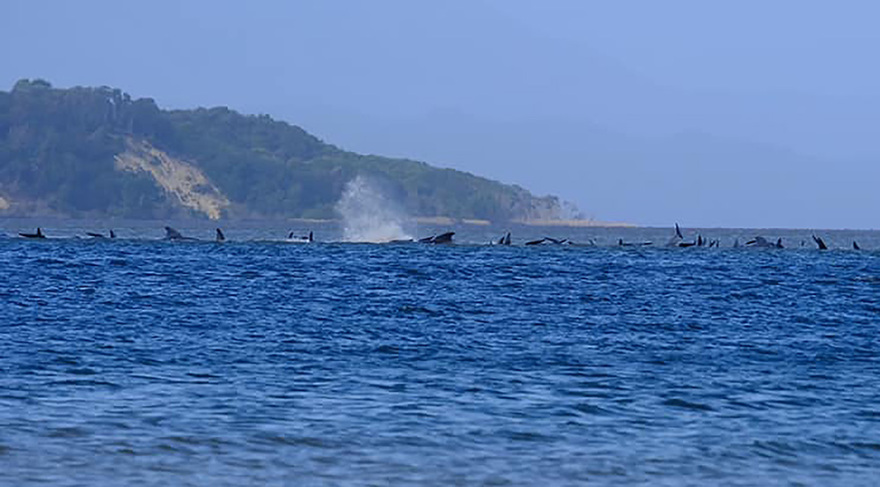 Αυστραλία: Η συγκλονιστική μάχη για τη διάσωση δεκάδων φαλαινών  - Δείτε φωτογραφίες