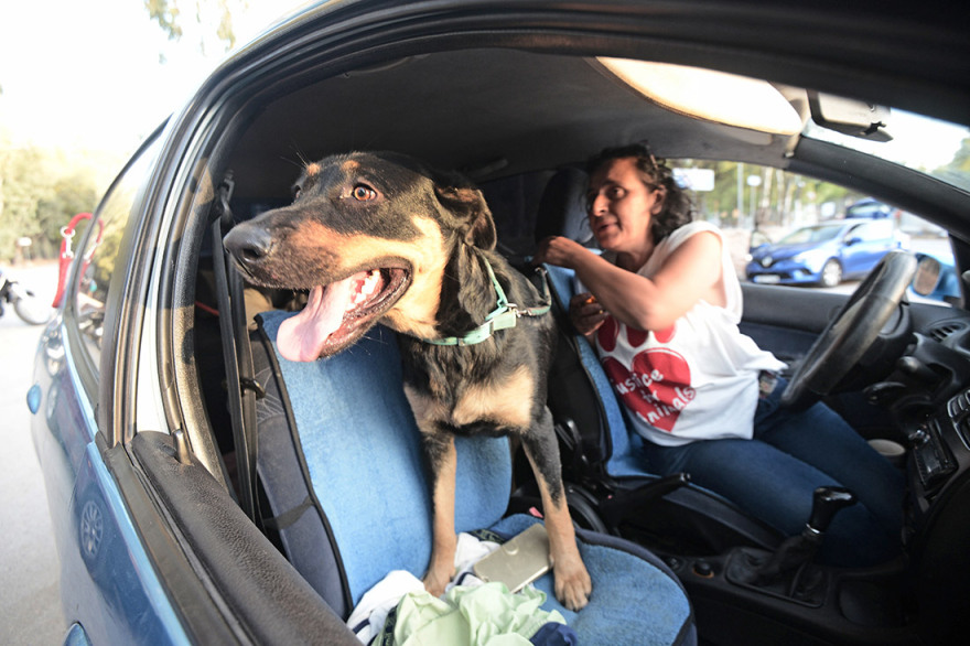 Φωτιά στον Βύρωνα: Απειλήθηκε το καταφύγιο αδέσποτων ζώων - Συγκινητική η ανταπόκριση του κόσμου - Φωτογραφίες