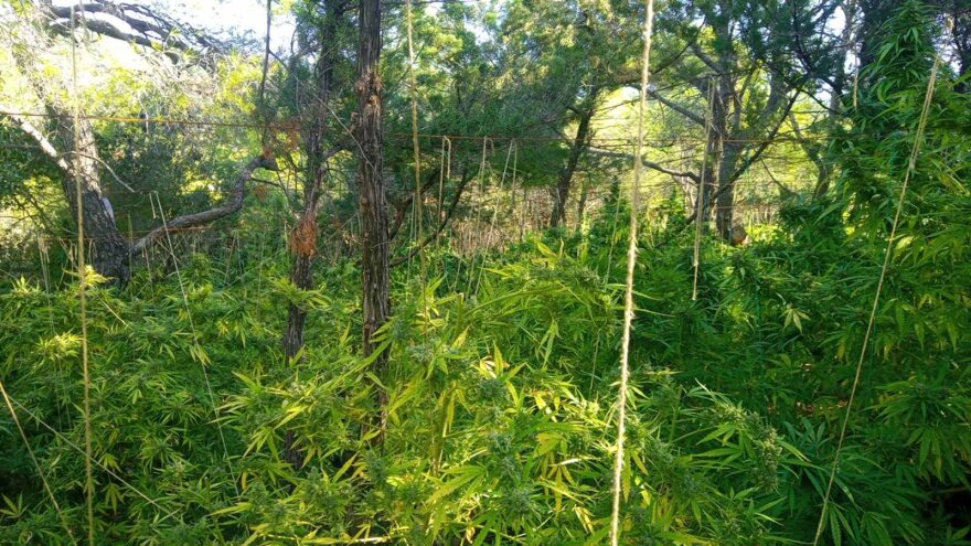 Στη «φάκα» οργάνωση που καλλιεργούσε κάνναβη σε Αττική, Αρκαδία και Κορινθία