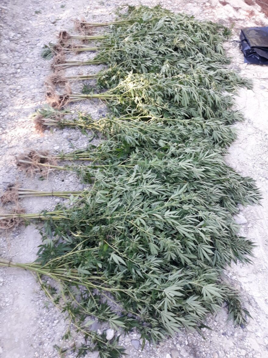 Στη «φάκα» οργάνωση που καλλιεργούσε κάνναβη σε Αττική, Αρκαδία και Κορινθία