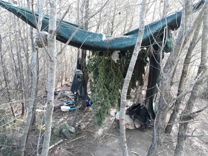 Στη «φάκα» οργάνωση που καλλιεργούσε κάνναβη σε Αττική, Αρκαδία και Κορινθία