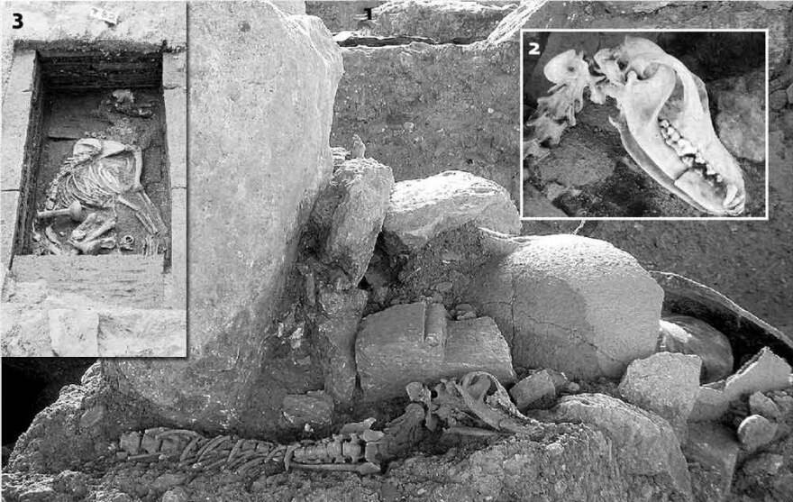 Παγκόσμια ημέρα ζώων: Από την Αίγυπτο... μέχρι τον Αριστοτέλη η σχέση μας με τα ζώα είναι υπόθεση ηθικής