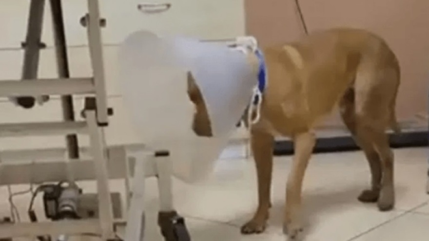 Άγρια κακοποίηση σκύλου στα Χανιά: Τον κρέμασε και του έκοψε τους όρχεις επειδή... ήθελε παιχνίδια!