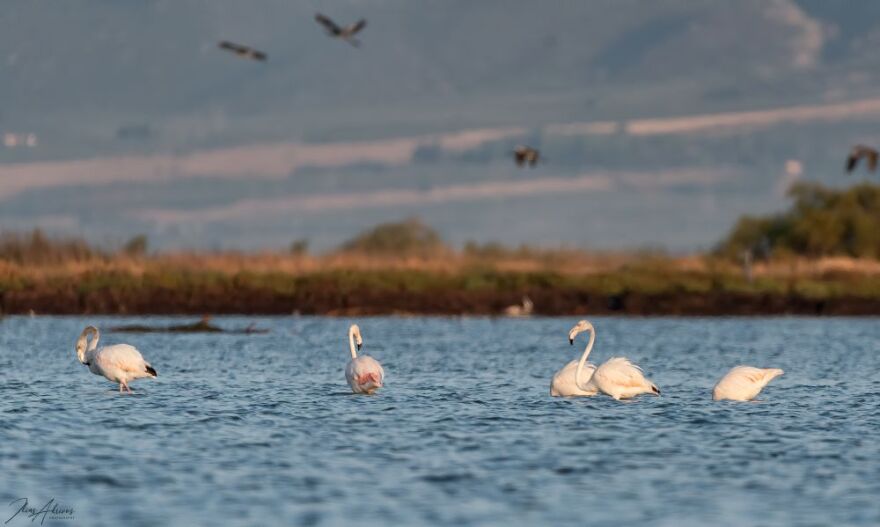 Ροζ παράδεισος στη Φθιώτιδα - Εντυπωσιακές εικόνες