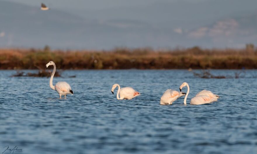 Ροζ παράδεισος στη Φθιώτιδα - Εντυπωσιακές εικόνες