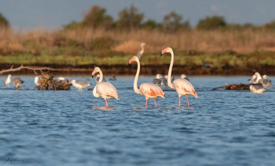 Ροζ παράδεισος στη Φθιώτιδα - Εντυπωσιακές εικόνες