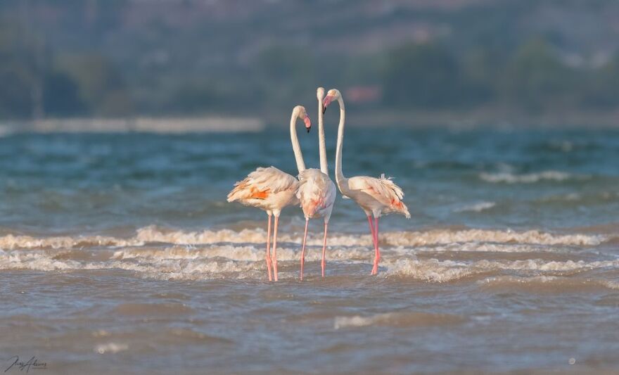Ροζ παράδεισος στη Φθιώτιδα - Εντυπωσιακές εικόνες