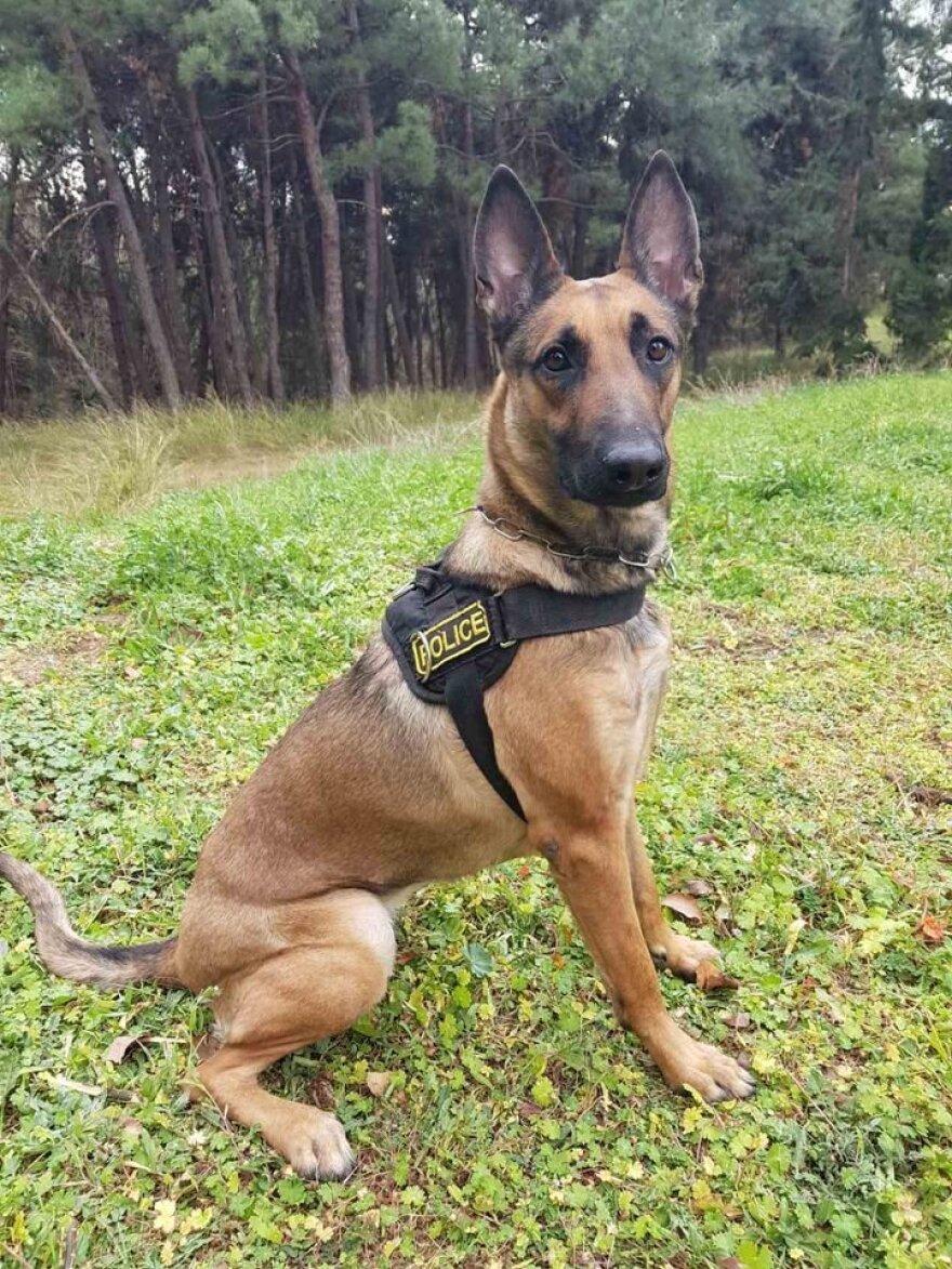 Κιλκίς: Η Minnie βρήκε πάνω από ένα κιλό κάνναβης και κοκαΐνη