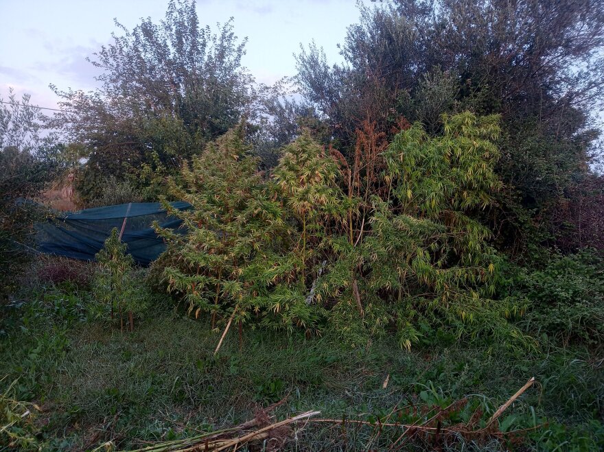 Ηλεία: Πούλησε σε φυγόποινο τεράστια χασισόδεντρα από μεγάλη φυτεία!