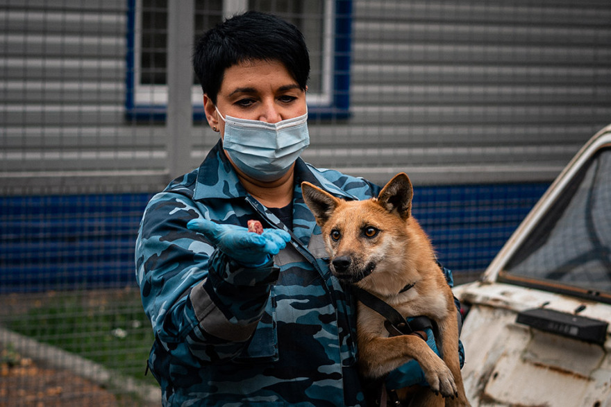 Κορωνοϊός: Σκύλοι εκπαιδεύονται για να ανιχνεύουν τον ιό - Δείτε φωτογραφίες