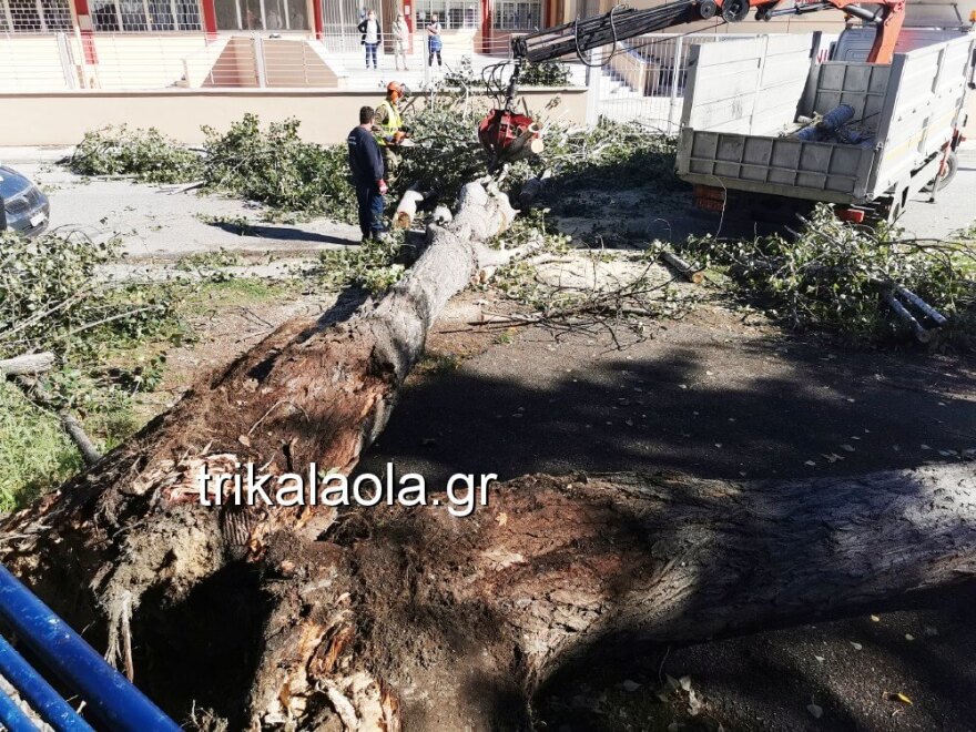 Κακοκαιρία - Τρίκαλα: Ξεριζώθηκαν μεγάλα δέντρα και καταπλάκωσαν αυτοκίνητα! - Δείτε βίντεο