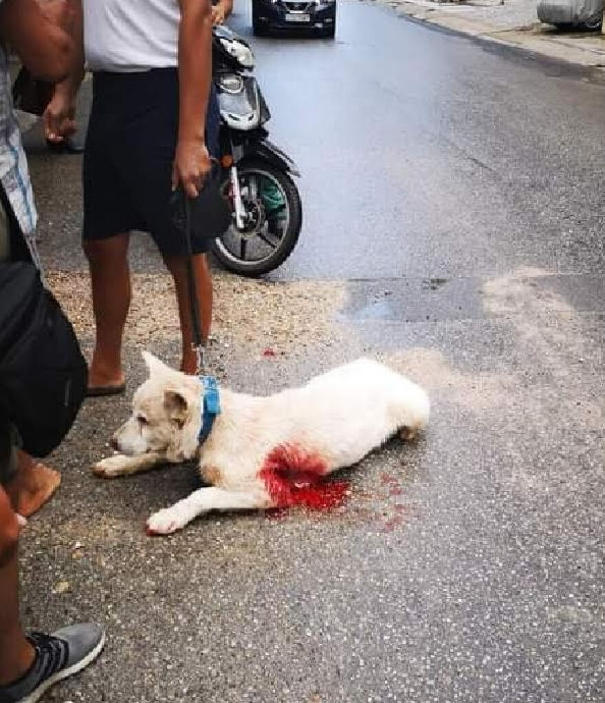 Νίκαια: Συγκίνηση για το σκυλάκι που μαχαιρώθηκε - Δίνει μάχη για τη ζωή του 