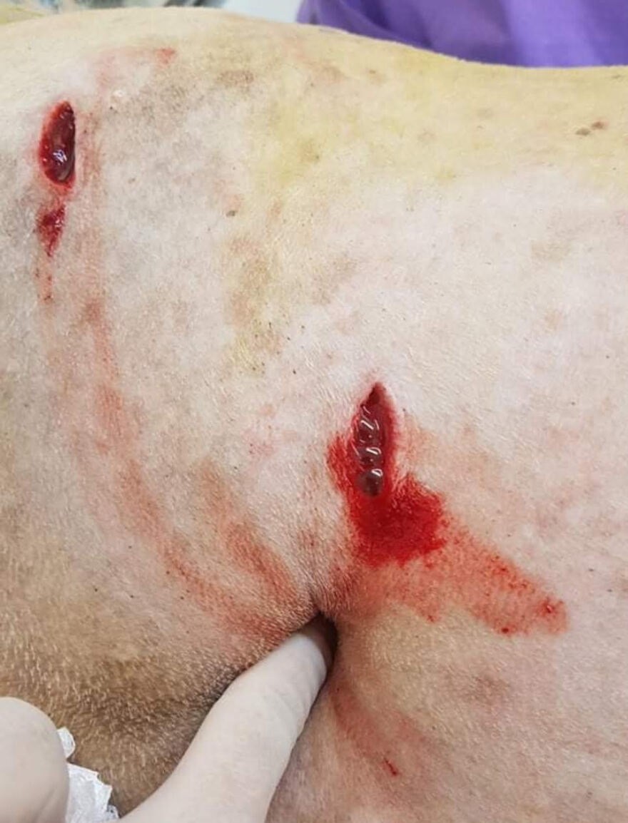 Νίκαια: Συγκίνηση για το σκυλάκι που μαχαιρώθηκε - Δίνει μάχη για τη ζωή του 