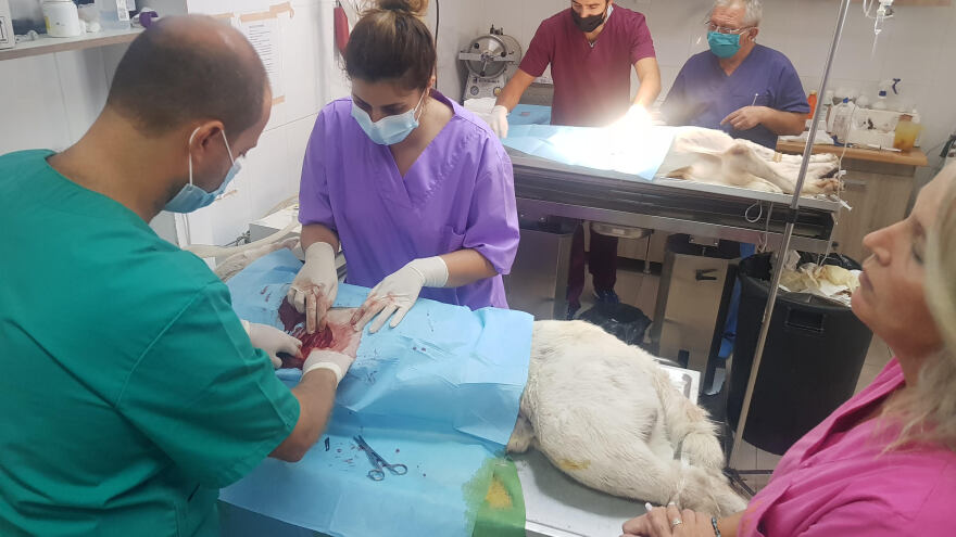 Νίκαια: Συγκίνηση για το σκυλάκι που μαχαιρώθηκε - Δίνει μάχη για τη ζωή του 