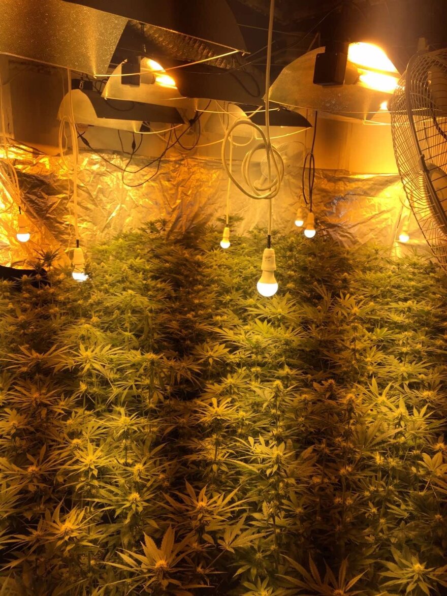 Αρτέμιδα: Εργαστήριο με 245 δενδρύλλια υδροπονικής κάνναβης εντοπίστηκε