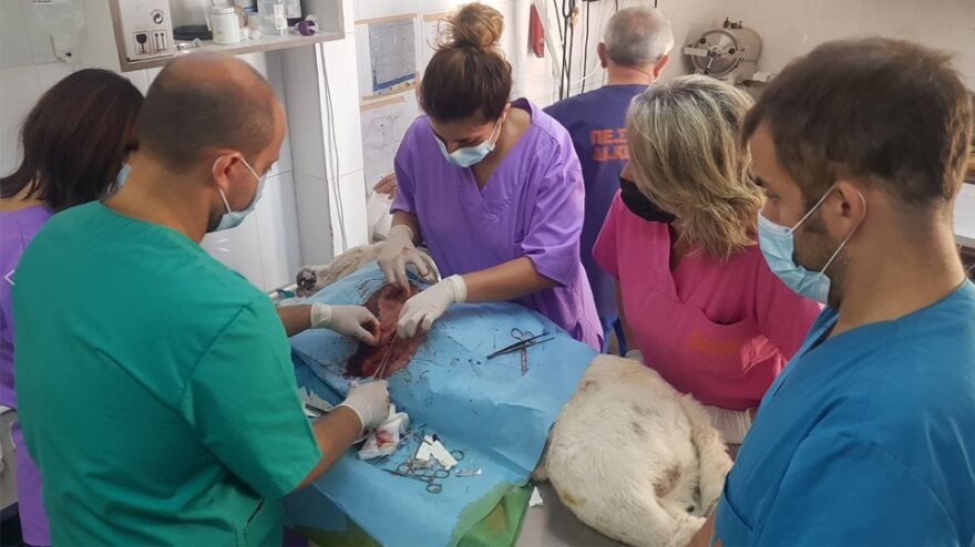 Επίθεση σε σκύλο στη Νίκαια: «Τον σουγιά τον έχω για ασφάλεια», λέει ο εκπαιδευτικός που μαχαίρωσε το σκυλί