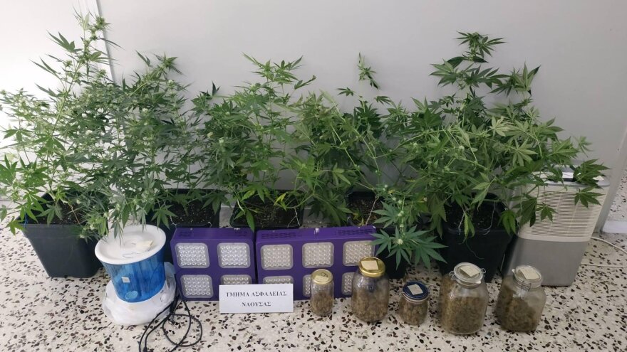Δύο υδροπονικές καλλιέργειες κάνναβης στη Μακεδονία