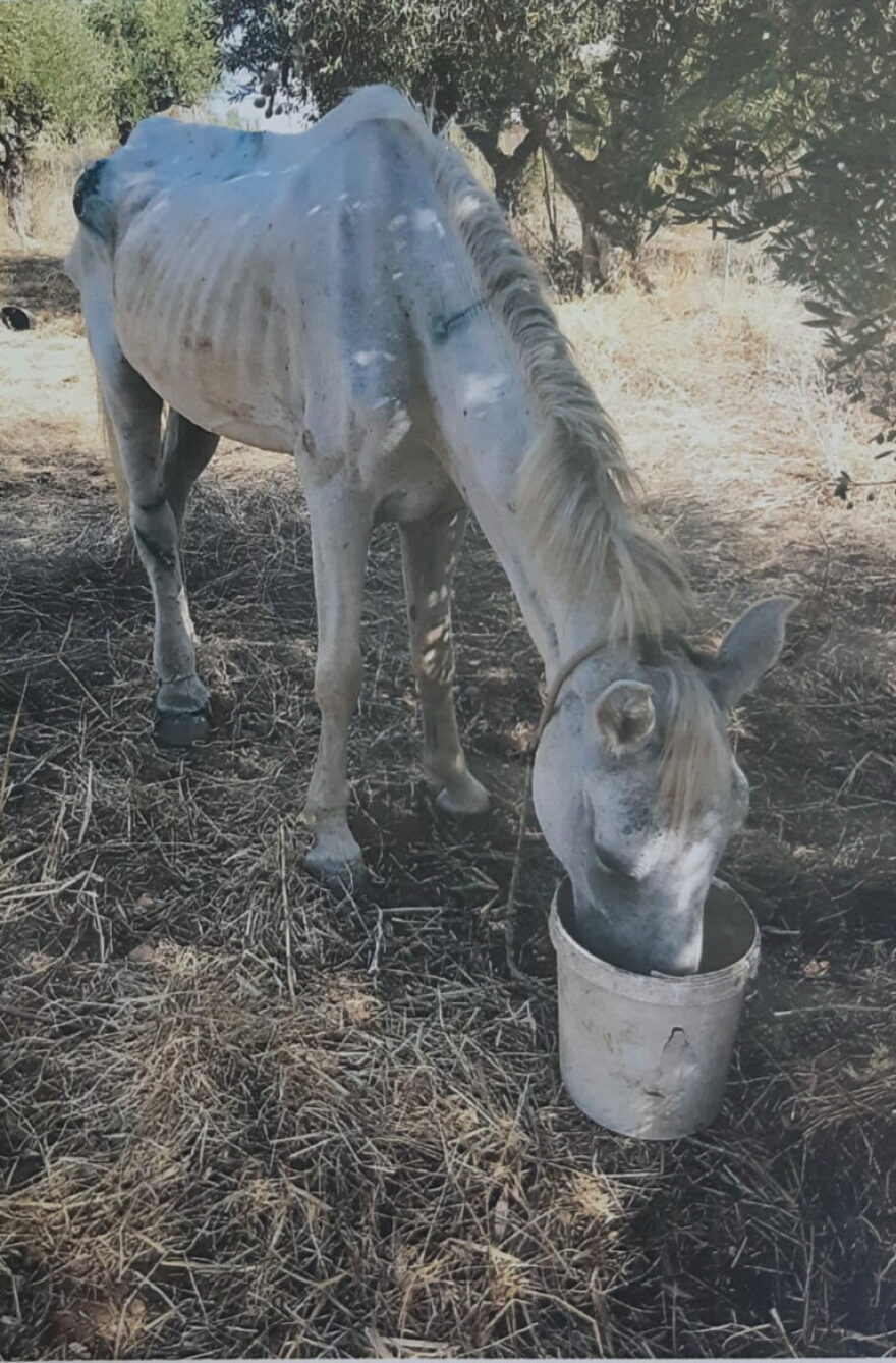 Κακοποίηση ζώων - Μεσσηνία: Άλογο με πληγές σε όλο του το σώμα - Δείτε αποκαρδιωτικές εικόνες