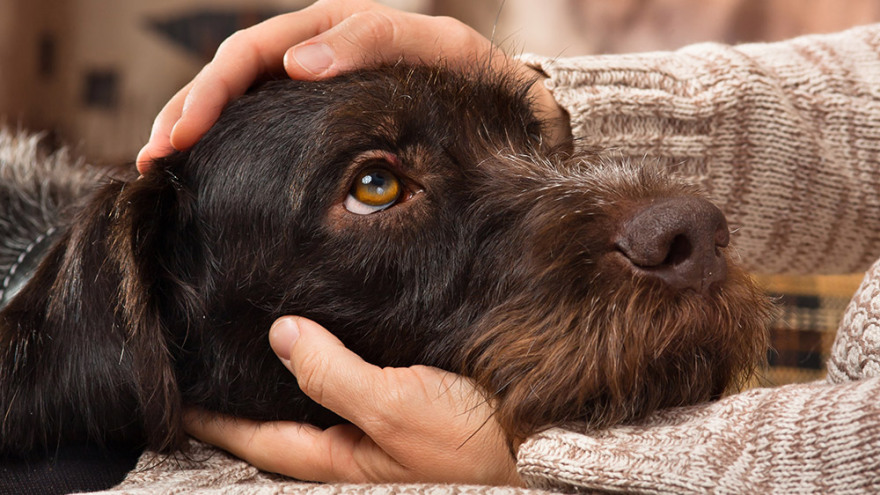 «Όταν υιοθετείς ένα αδέσποτο αλλάζεις δύο ζωές: τη δική του και τη δική σου»