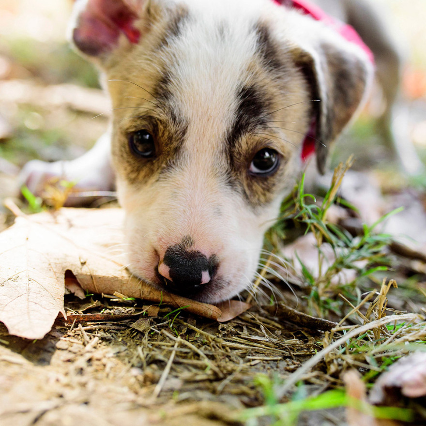 «Όταν υιοθετείς ένα αδέσποτο αλλάζεις δύο ζωές: τη δική του και τη δική σου»