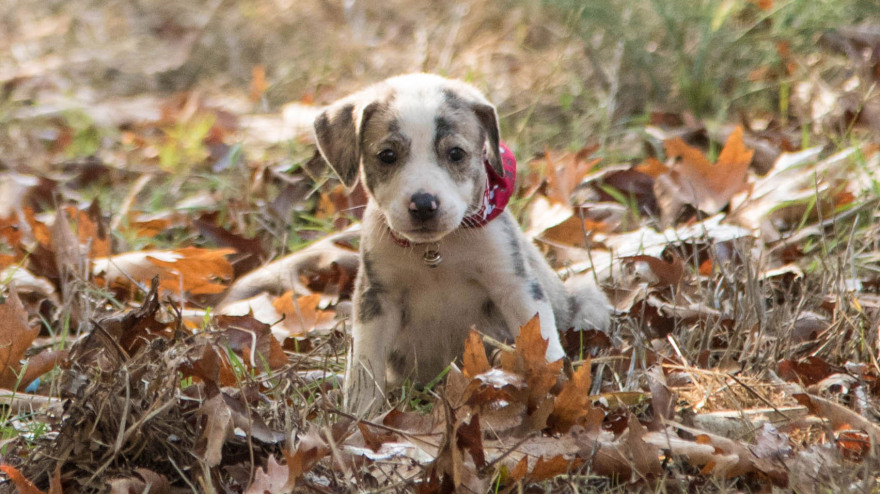 «Όταν υιοθετείς ένα αδέσποτο αλλάζεις δύο ζωές: τη δική του και τη δική σου»