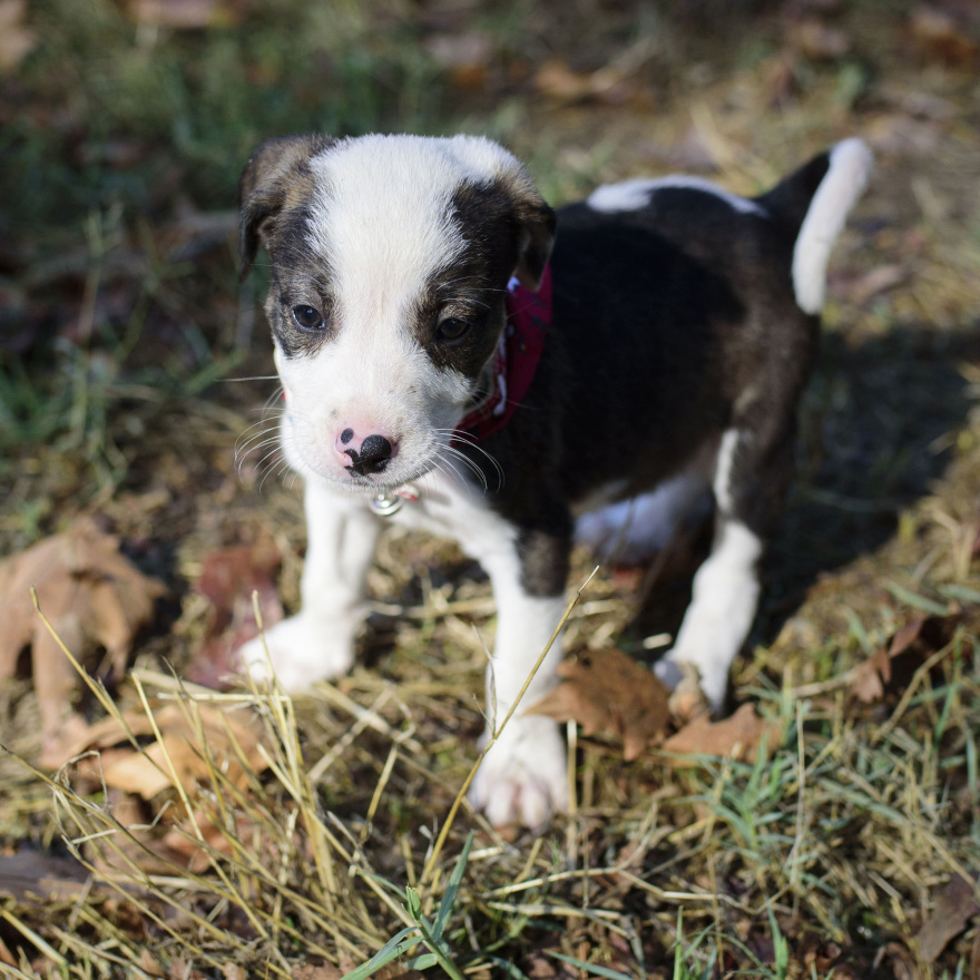 «Όταν υιοθετείς ένα αδέσποτο αλλάζεις δύο ζωές: τη δική του και τη δική σου»