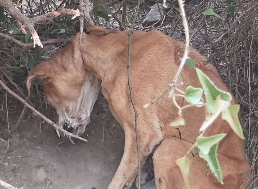 Κερατέα: Εικόνες-σοκ με κρεμασμένο σκυλί