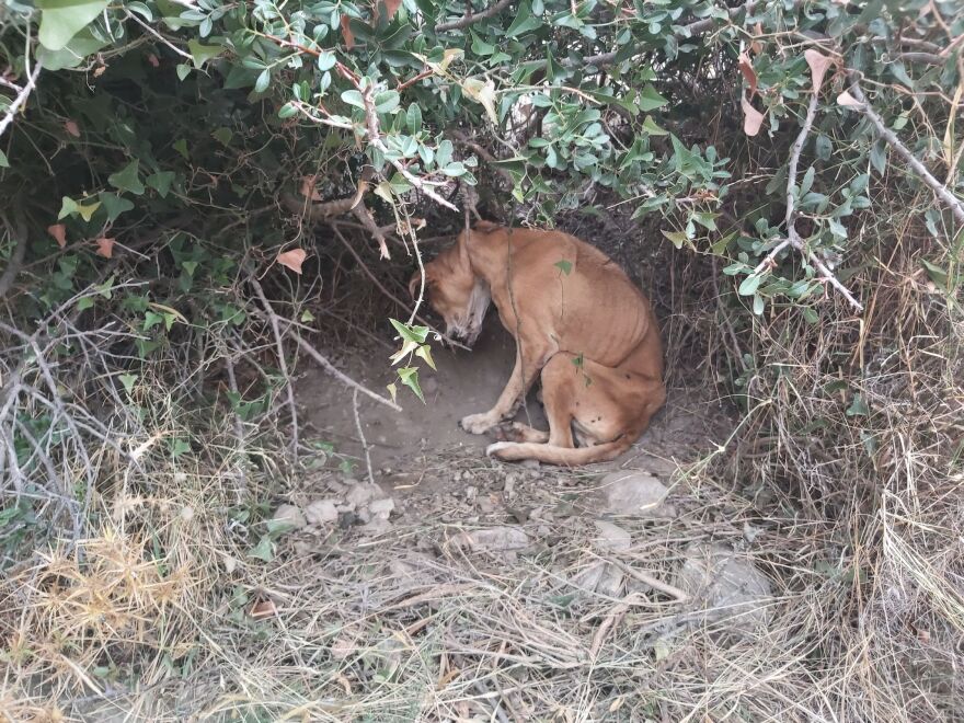 Κερατέα: Εικόνες-σοκ με κρεμασμένο σκυλί