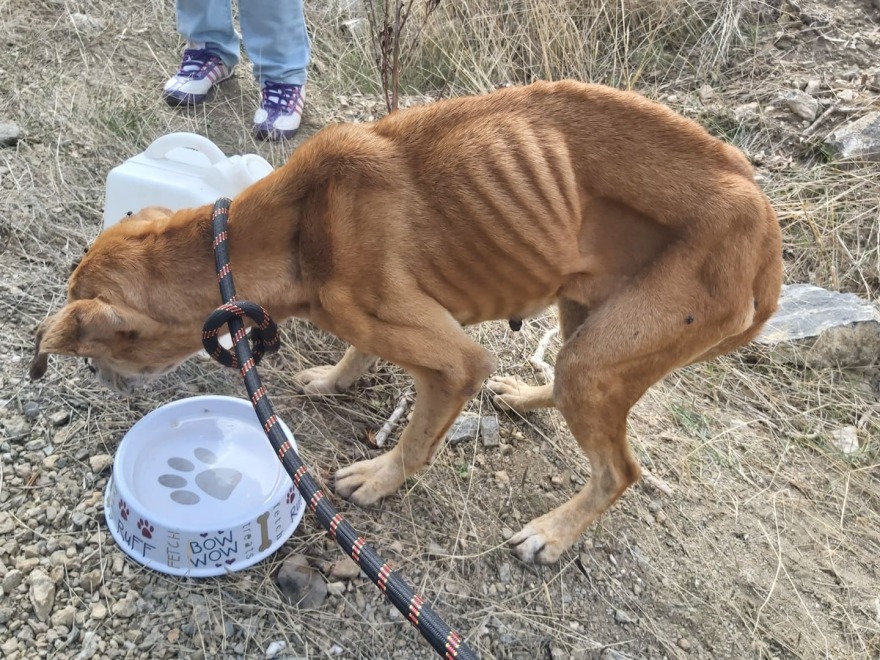 Κερατέα: Εικόνες-σοκ με κρεμασμένο σκυλί