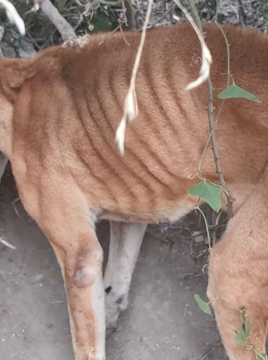 Κερατέα: Εικόνες-σοκ με κρεμασμένο σκυλί