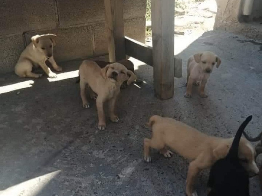 Οργή και θλίψη στην Κρήτη: Θανάτωσαν επτά αδέσποτα κουτάβια 