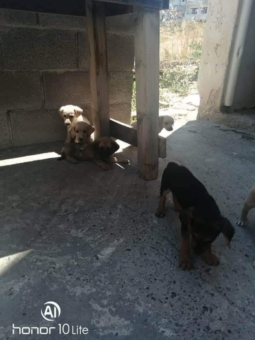 Οργή και θλίψη στην Κρήτη: Θανάτωσαν επτά αδέσποτα κουτάβια 