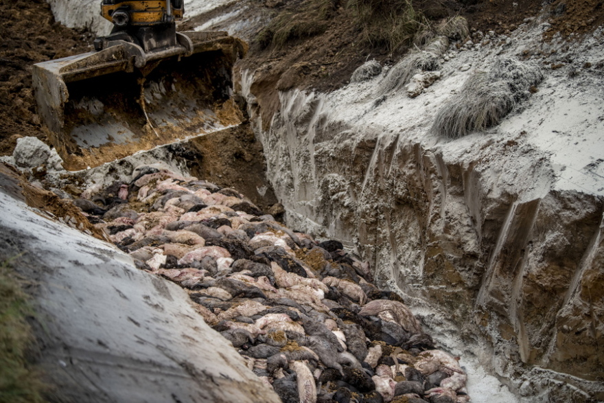 Δανία - Η σφαγή των βιζόν: Θανατώθηκαν 17.000.000 λόγω κορωνοϊού - Φρικτές εικόνες