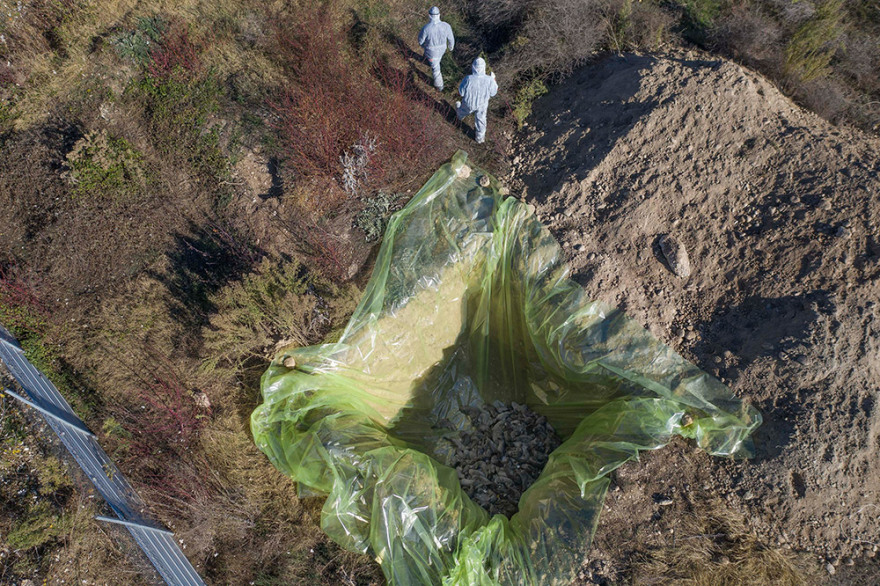 Κοζάνη: Ξεκίνησε η θανάτωση 2.500 μινκ που βρέθηκαν θετικά στον κορωνοϊό