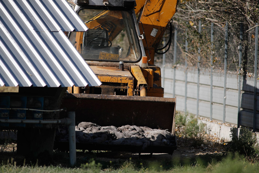 Κοζάνη: Ξεκίνησε η θανάτωση 2.500 μινκ που βρέθηκαν θετικά στον κορωνοϊό