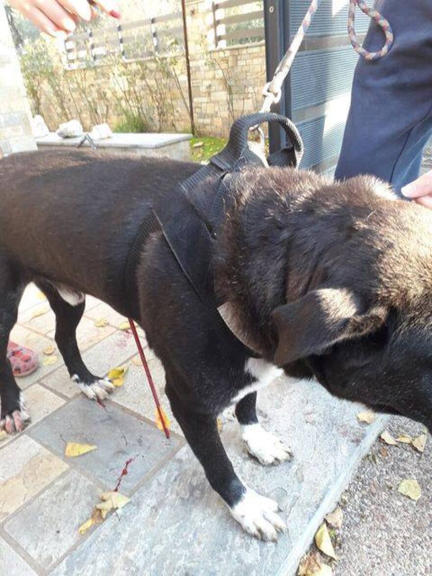 Τραυμάτισε με βέλος τον σκύλο του στον Βόλο!