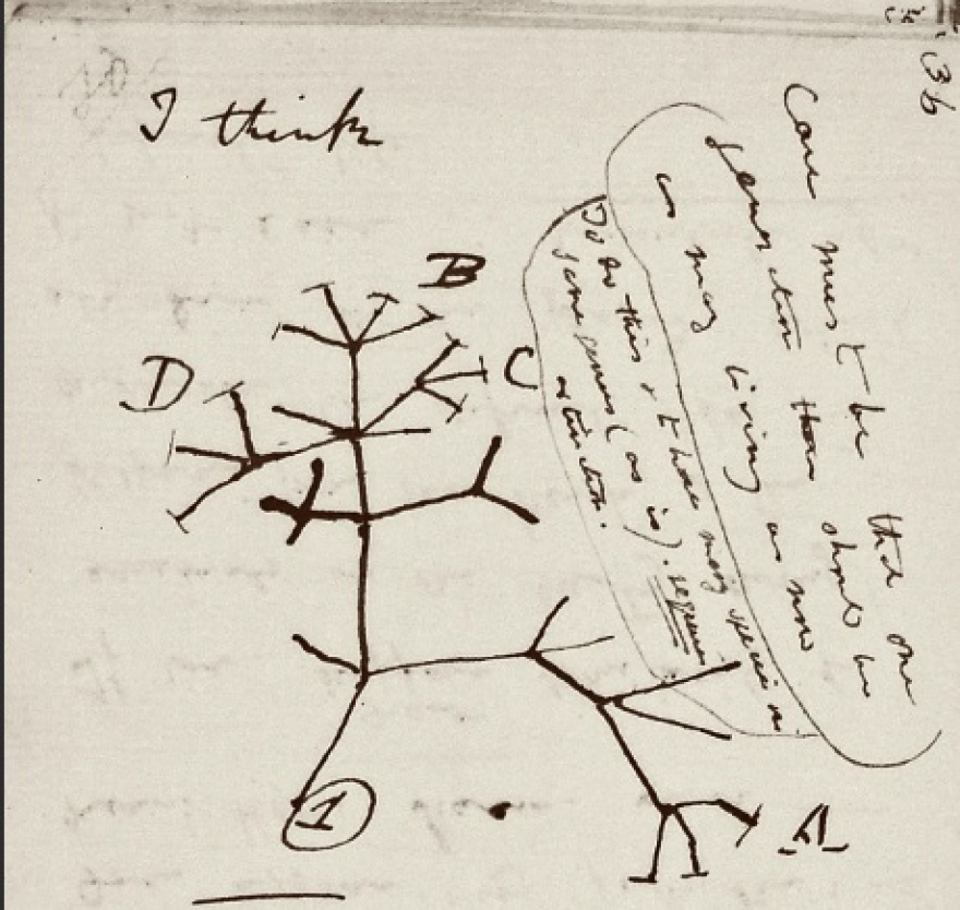 Βρετανία: Έκλεψαν σημειωματάρια του Δαρβίνου από το Πανεπιστήμιο του Κέιμπριτζ