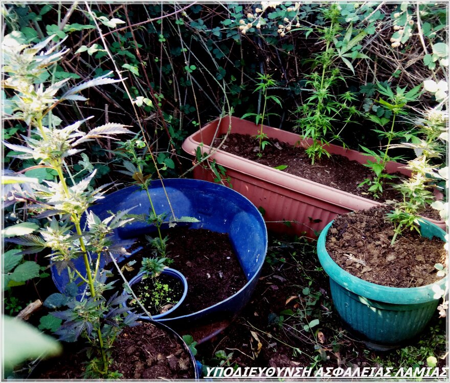 Λαμία: Πατέρας και γιος είχαν χασισόδεντρα και οπλοστάσιο