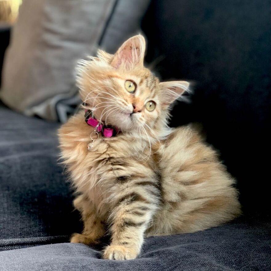 Ελένη Μενεγάκη: Συστήνει στους θαυμαστές της το νέο μέλος της οικογενειάς της 