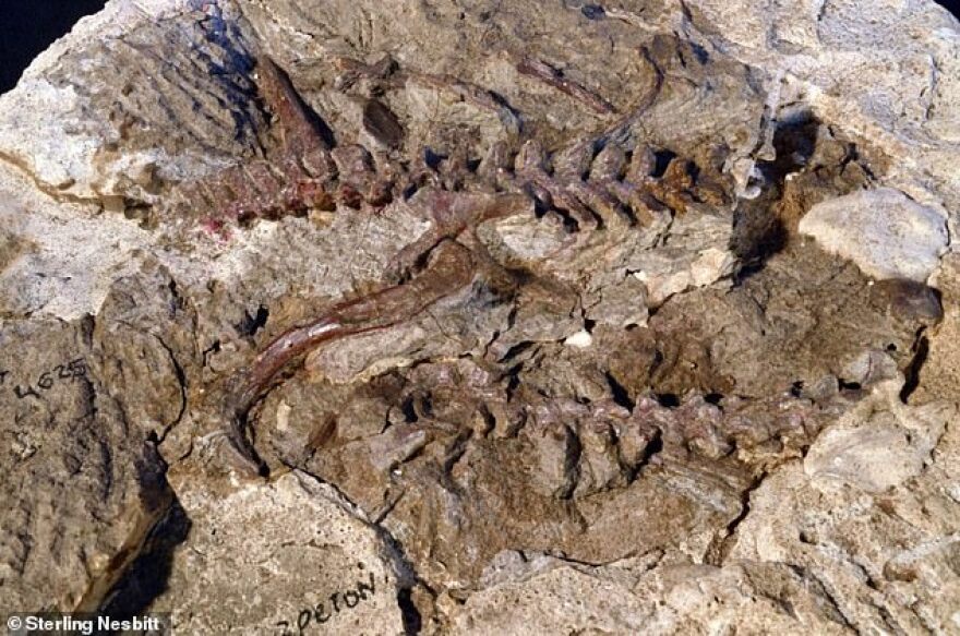 Ανακαλύφθηκε ερπετό πρόγονος του πτερόσαυρου που έζησε πριν από 237 εκατ. χρόνια 